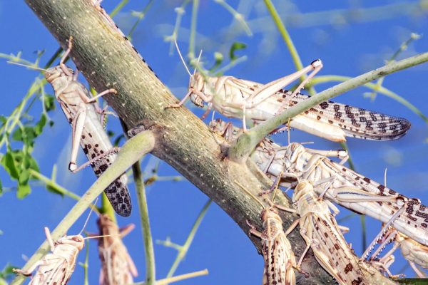 desert_locust