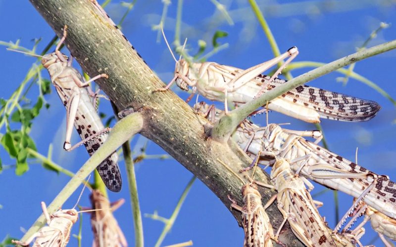desert_locust desert_locust