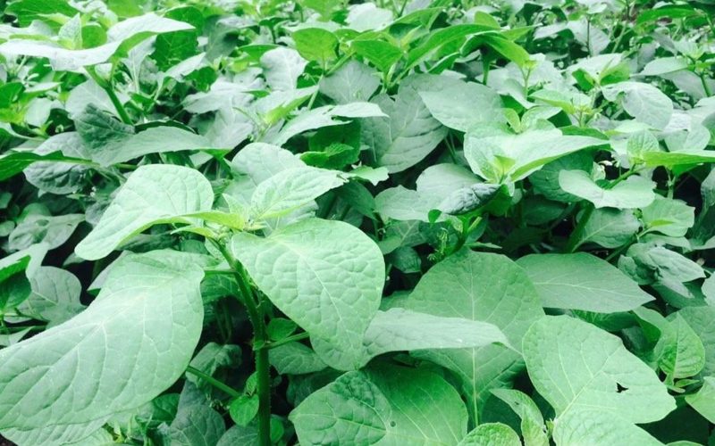 indegineous_vegetables indegineous_vegetables