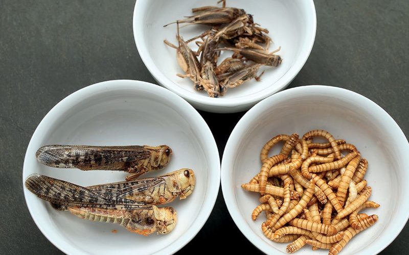 insect_farming2 insect_farming2